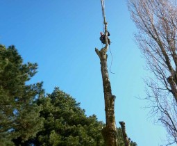 Peuplier - Taille - 44 - Elaguer les arbres près de Bouaye - ADJ Espaces Verts en Loire Atlantique