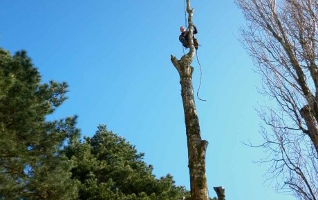 Peuplier - Taille - 44 - Elaguer les arbres près de Bouaye - ADJ Espaces Verts en Loire Atlantique