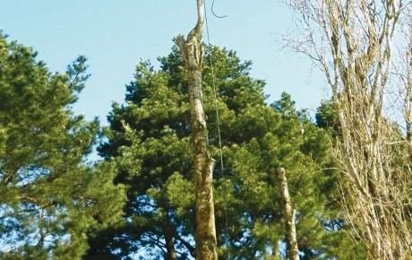 Pour couper vos arbres - Elaguer près de Bouaye et Nantes - ADJ Espaces Verts 44