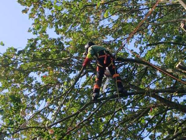 Paysagiste Bouguenais, La Chevrollière, Pornic, Bernerie - ADJ Espaces Verts