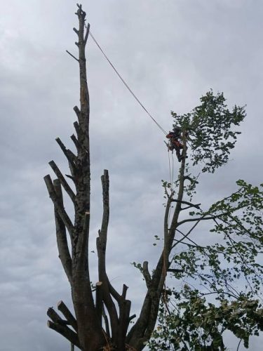 elagage bouaye paysagiste nantes adj espaces Verts Loire atlantique