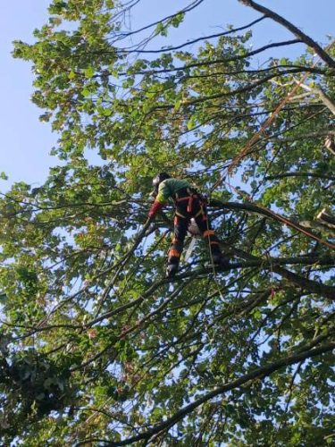 Paysagiste élagage arbres bouaye le pellerin rouans vue - 44 - ADJ Espaces Verts Loire Atlantique