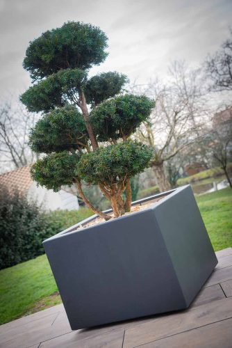 Taille arbre Nantes Sud Loire ADJ Espaces Verts