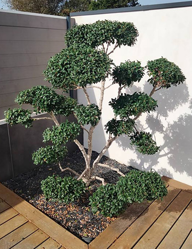 Taille de soin arbre ADJ Espaces Verts Nantes sud Loire - 44680 avant