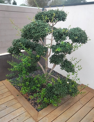 Taille de soin arbre ADJ Espaces Verts Nantes sud Loire - 44680 avant