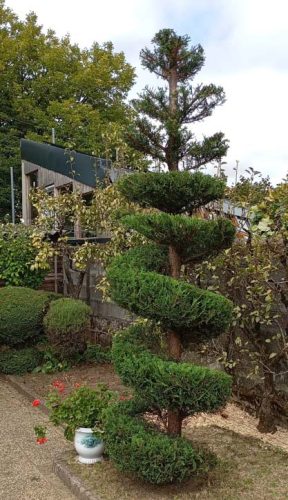 Taille topiaire paysagiste coueron vertou ADJ Espaces Verts